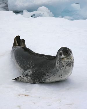 Leopard seal 1.jpg